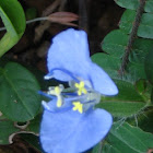 hairy commelina, Benghal dayflower