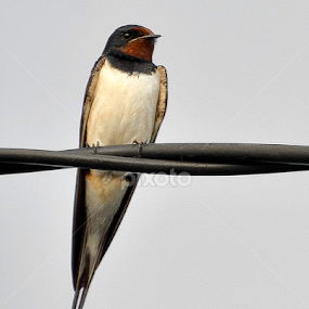 Vestitoare by Kati Raileanu - Animals Birds