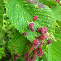 Elm gall aphid