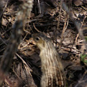 Thirteen-Striped Ground Squirrel