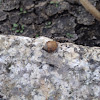 Snail