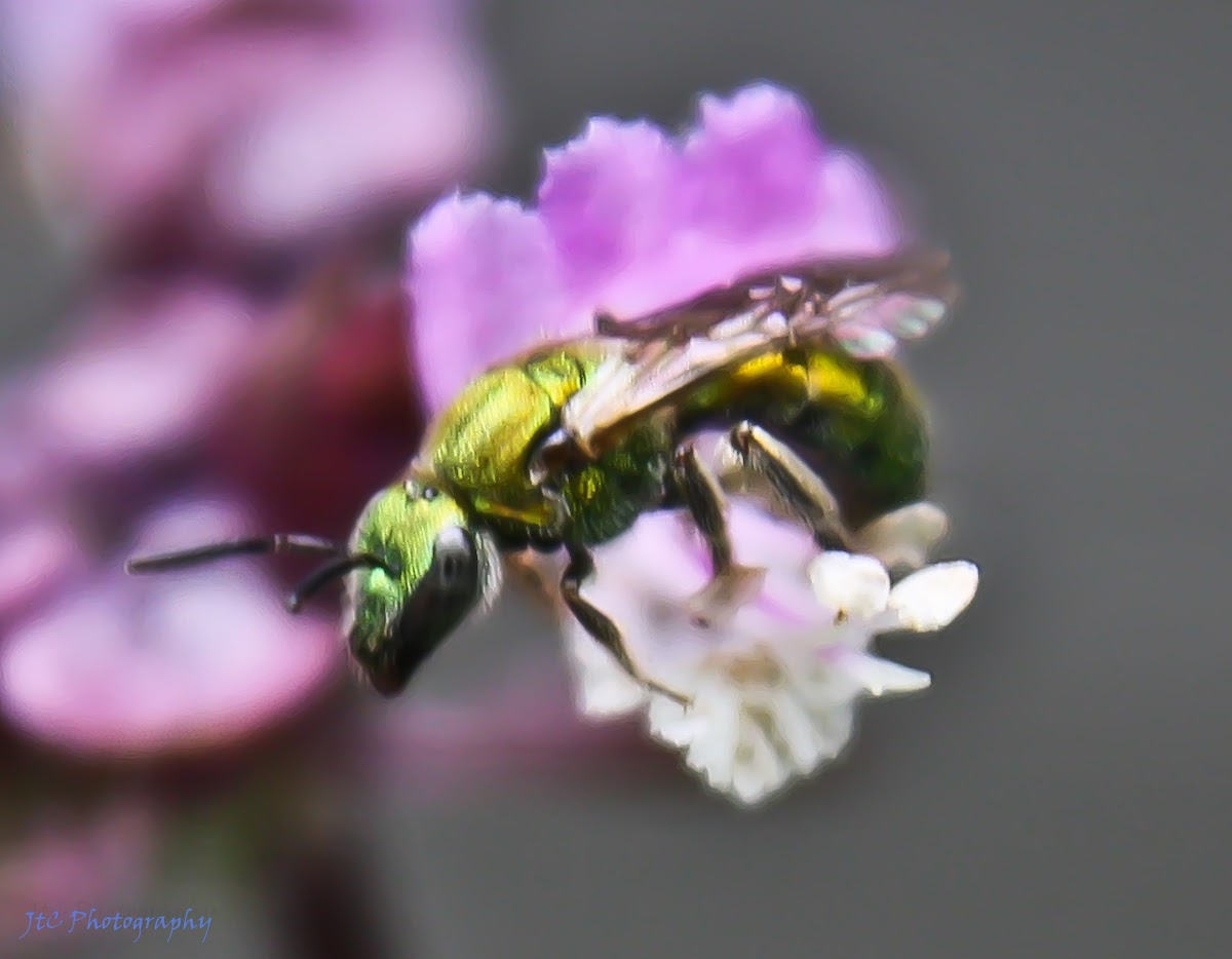 Augochlora Sweat Bee