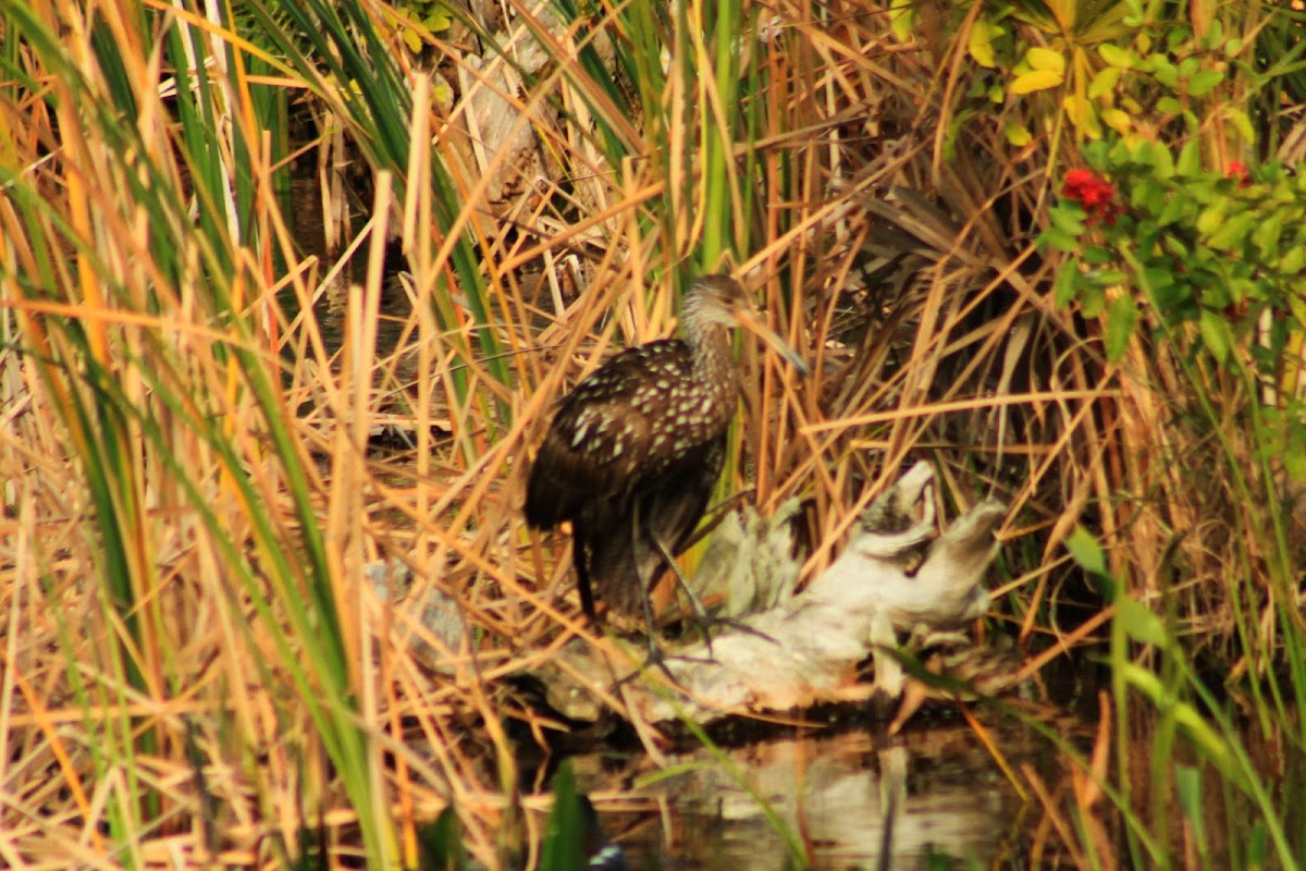 Limpkin