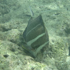 Whitespotted surgeonfish