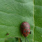 Leaf beetle