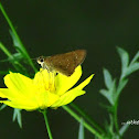 Small Branded Swift Butterfly
