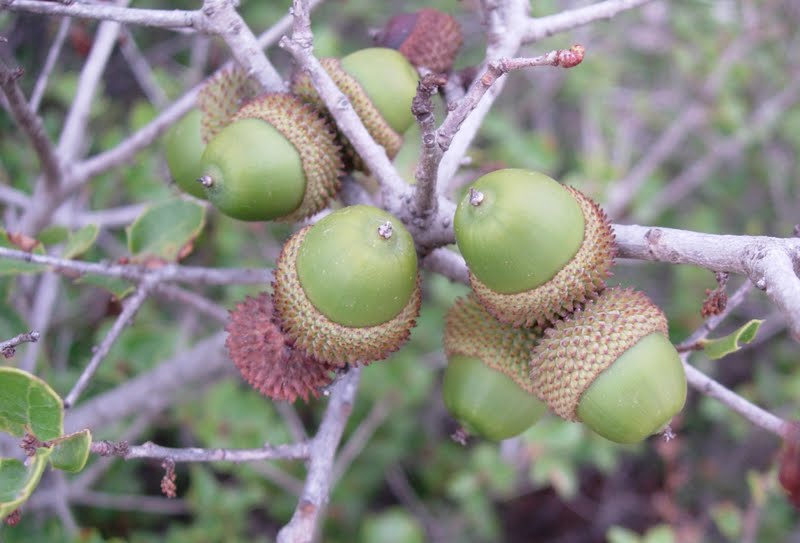 Bellotas de quercus ilex rotundifolia