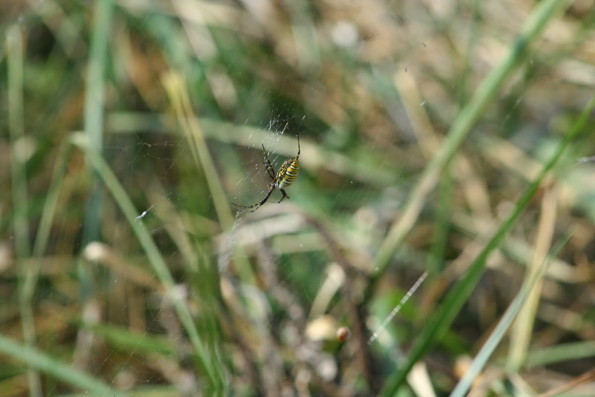 Banded Garden Spider