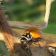 Spotless Convergent Ladybug