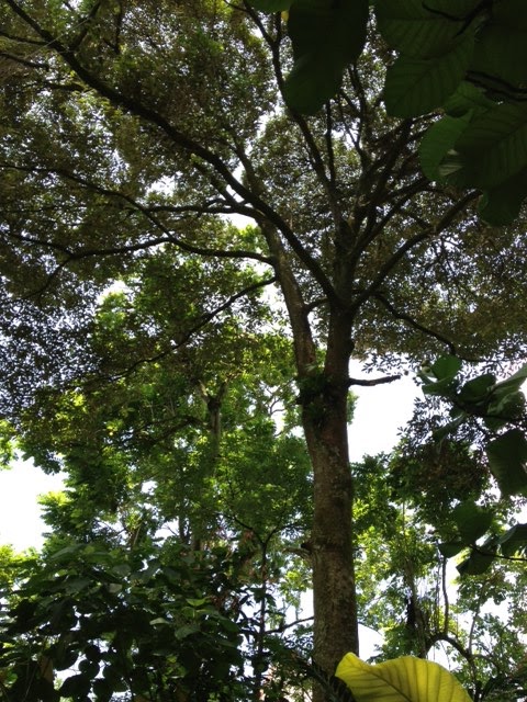 Durain Tree