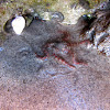 Brittle Sea Star (with video)