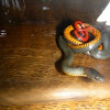 Pacific Ring-Necked Snake