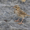 Ipswich Sparrow