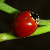 No-Spotted Lady Bug