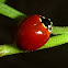No-Spotted Lady Bug