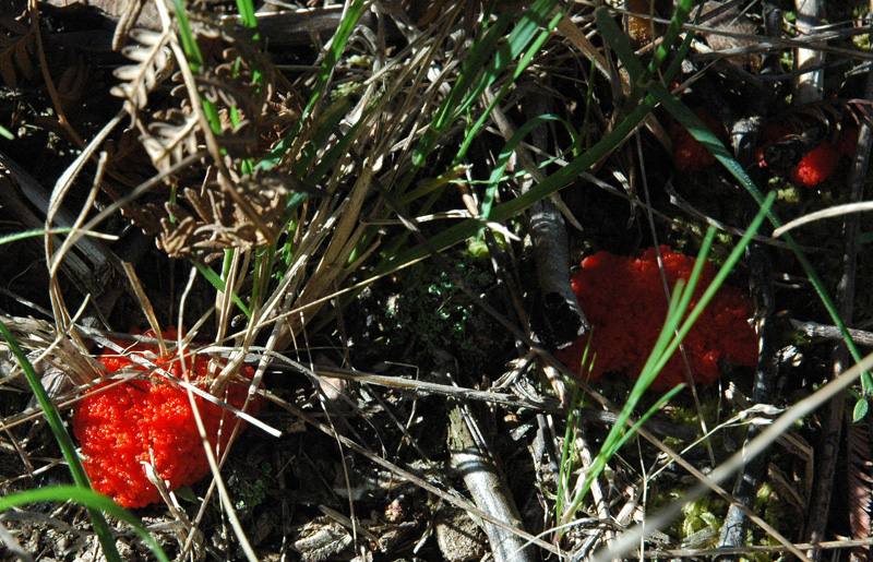 Crimson slime mold.