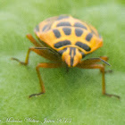 leaf bug