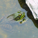 Northern Green Frog