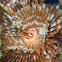 Feather Duster Worms