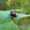 Black and red weevil