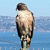 Red-tailed hawk, Búteo-de-cauda-vermelha