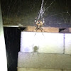 European Garden Spider,  "Cross Spider"