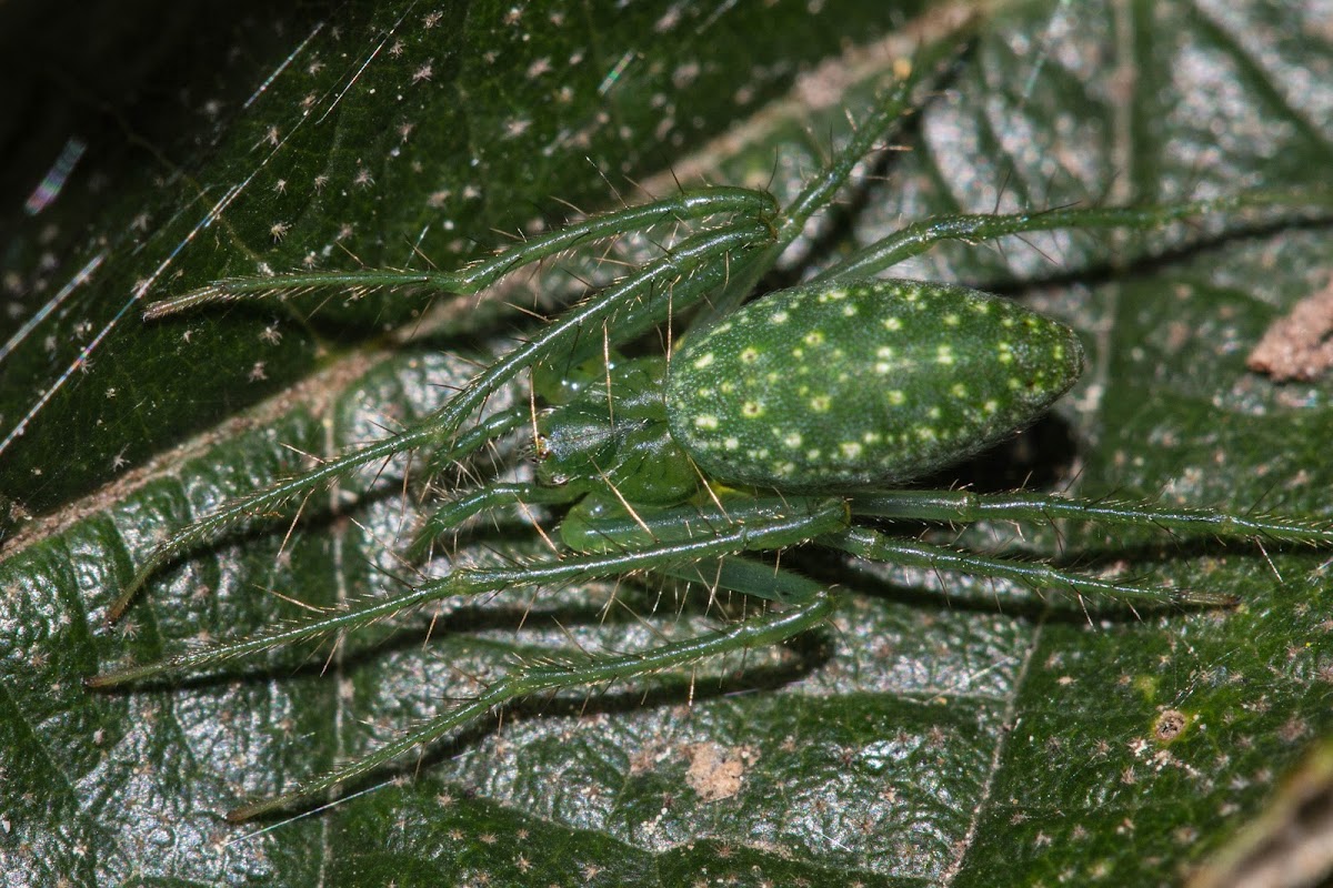 Slender Green Orb Weaver