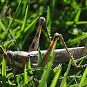 Grasshopper