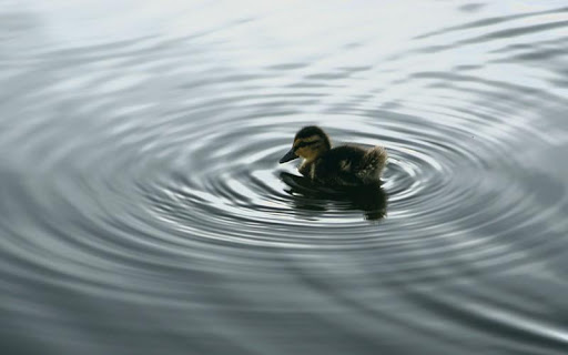 Duck HD Wallpaper