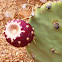 Engelmann prickly pear