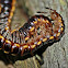 Small millipede mating