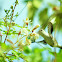 Bee Hummingbird / Zunzuncito