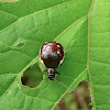 Gravid Leaf Beetle