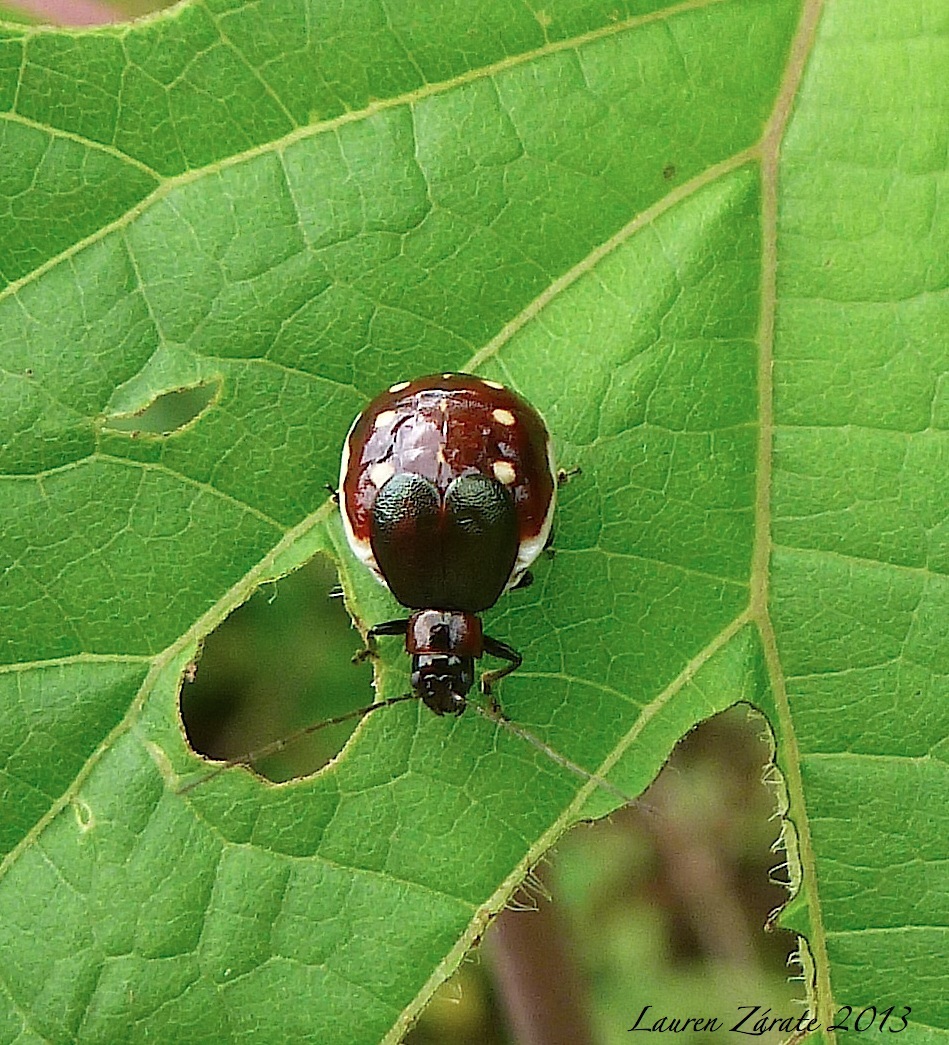 Gravid Leaf Beetle