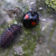 Kidney spot ladybird