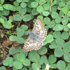 Common Checkered-Skipper