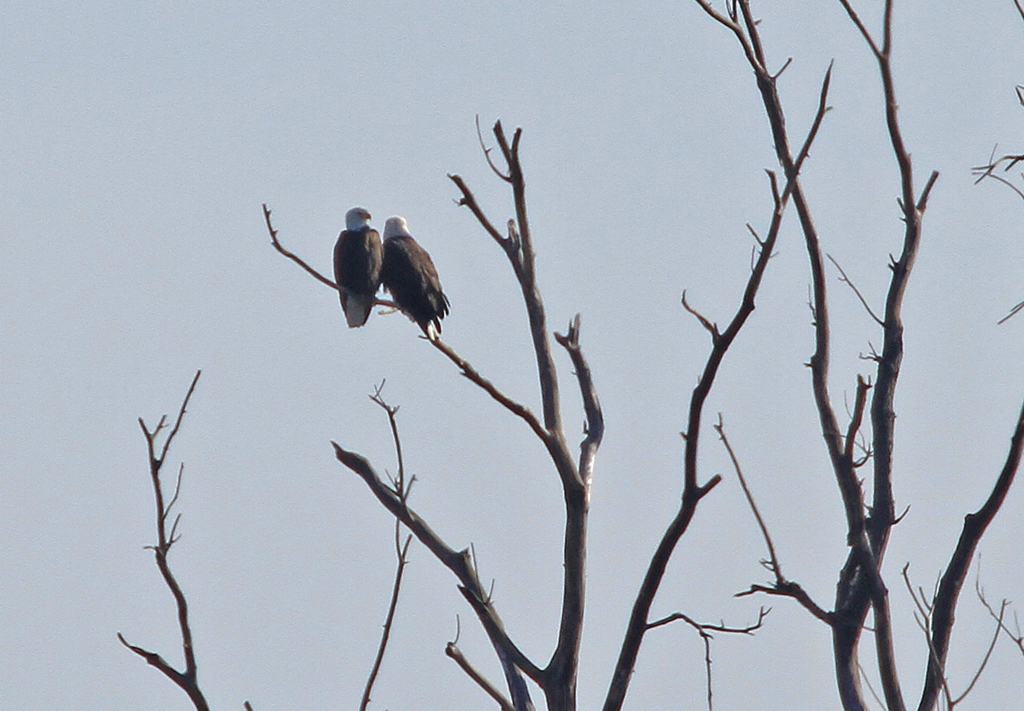 Bald Eagles in Love