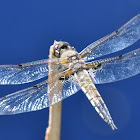 Four-spotted Skimmer