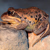 Pobblebonk ( Eastern Banjo Frog )