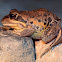 Pobblebonk ( Eastern Banjo Frog )