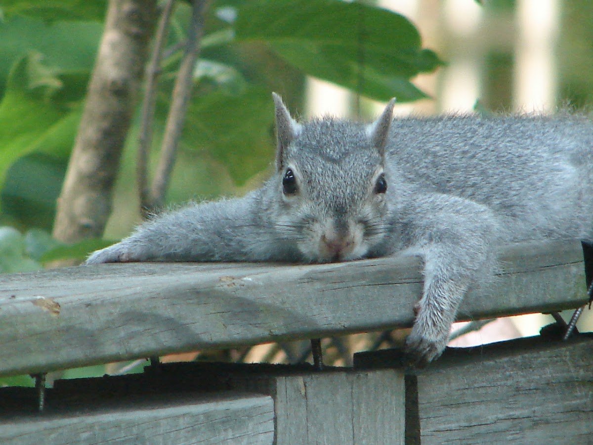 Eastern Gray Squirrel