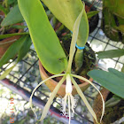 Eyelash orchid