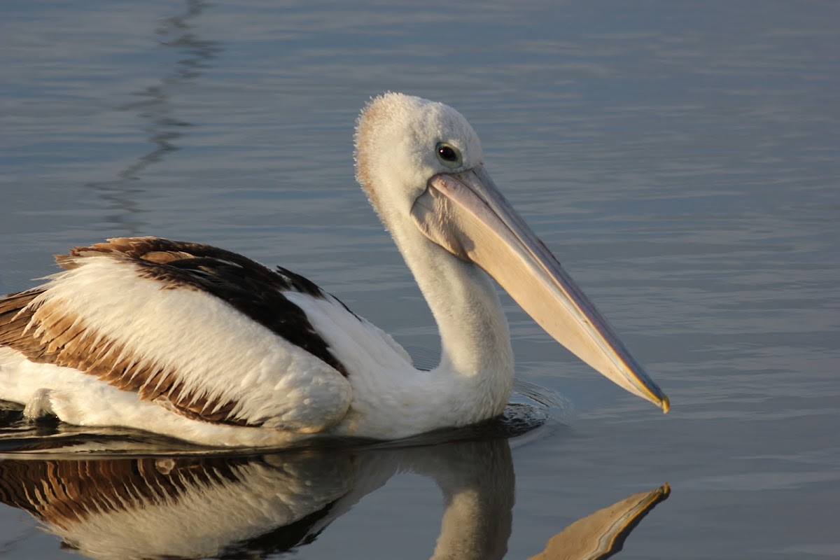 Australian Pelican