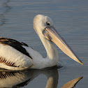 Australian Pelican