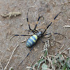 Joro spider (Golden Orb-web)