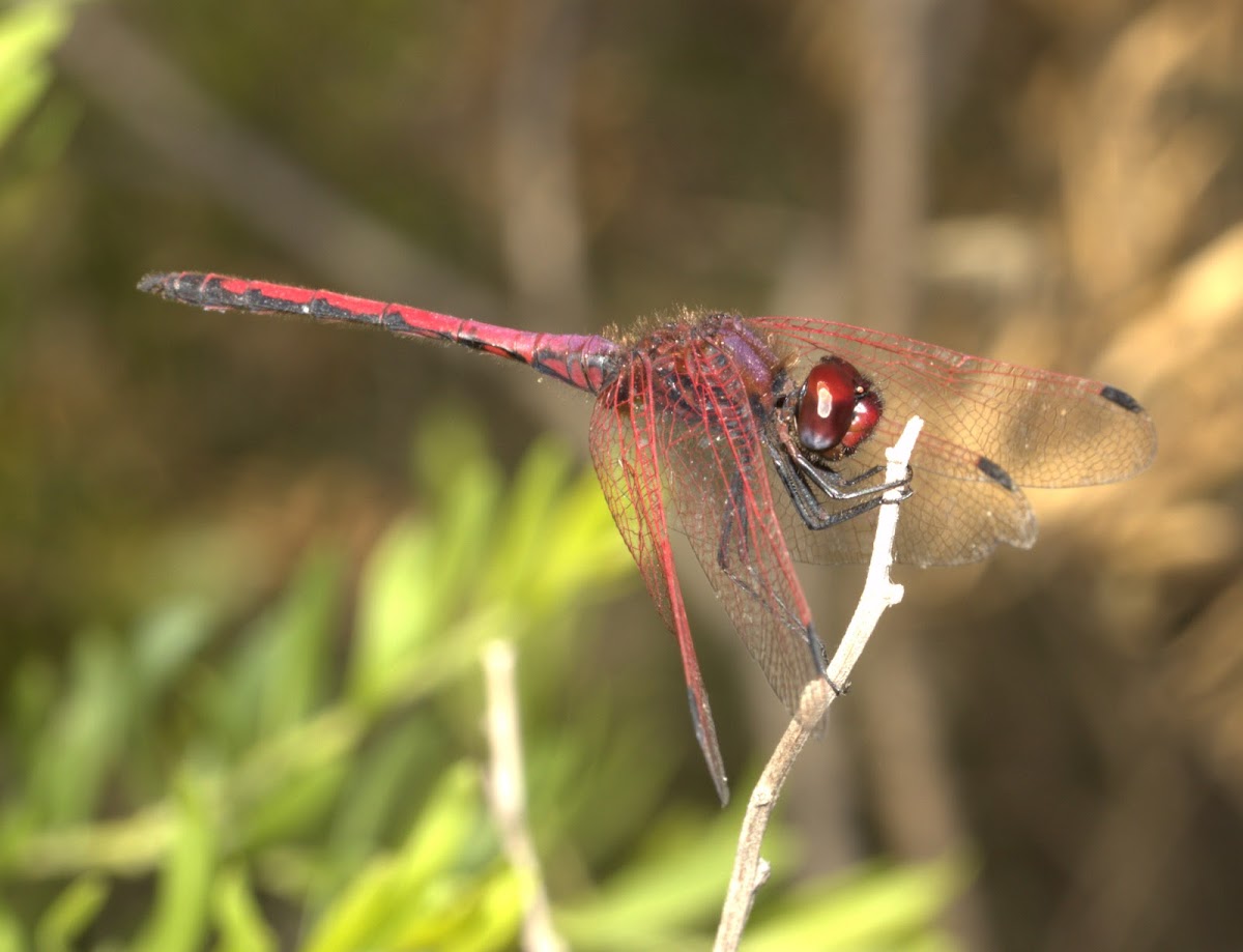 Red-veined Dropwing: male