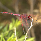 Red-veined Dropwing: male