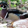 (Male) Wood Duck