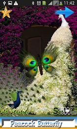 Peacock Butterfly poster 10