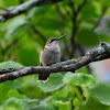 Ruby-Throated Hummingbird